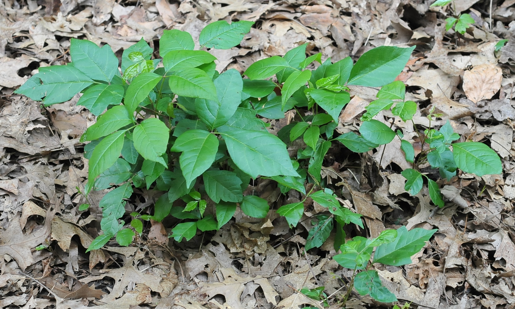 Learn the Poison Ivy Plant. Identify the facts here!